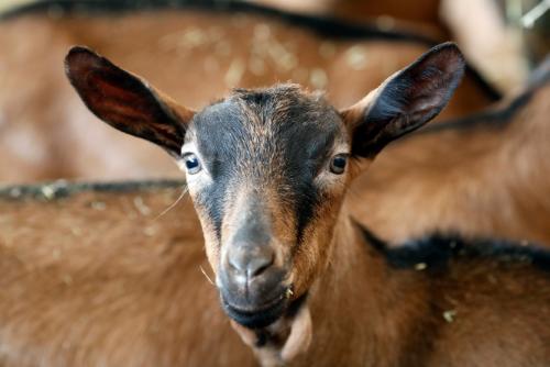 >Nyhet! Franska getostar